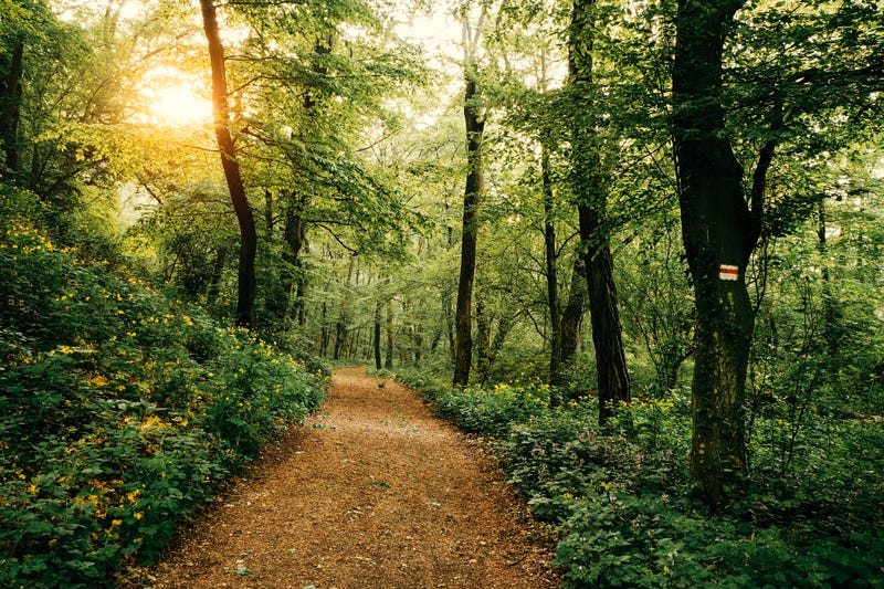 Wooded Area