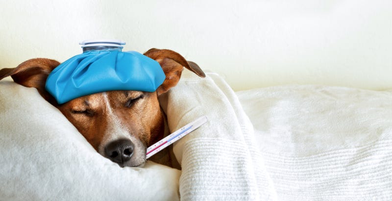 Sick dog