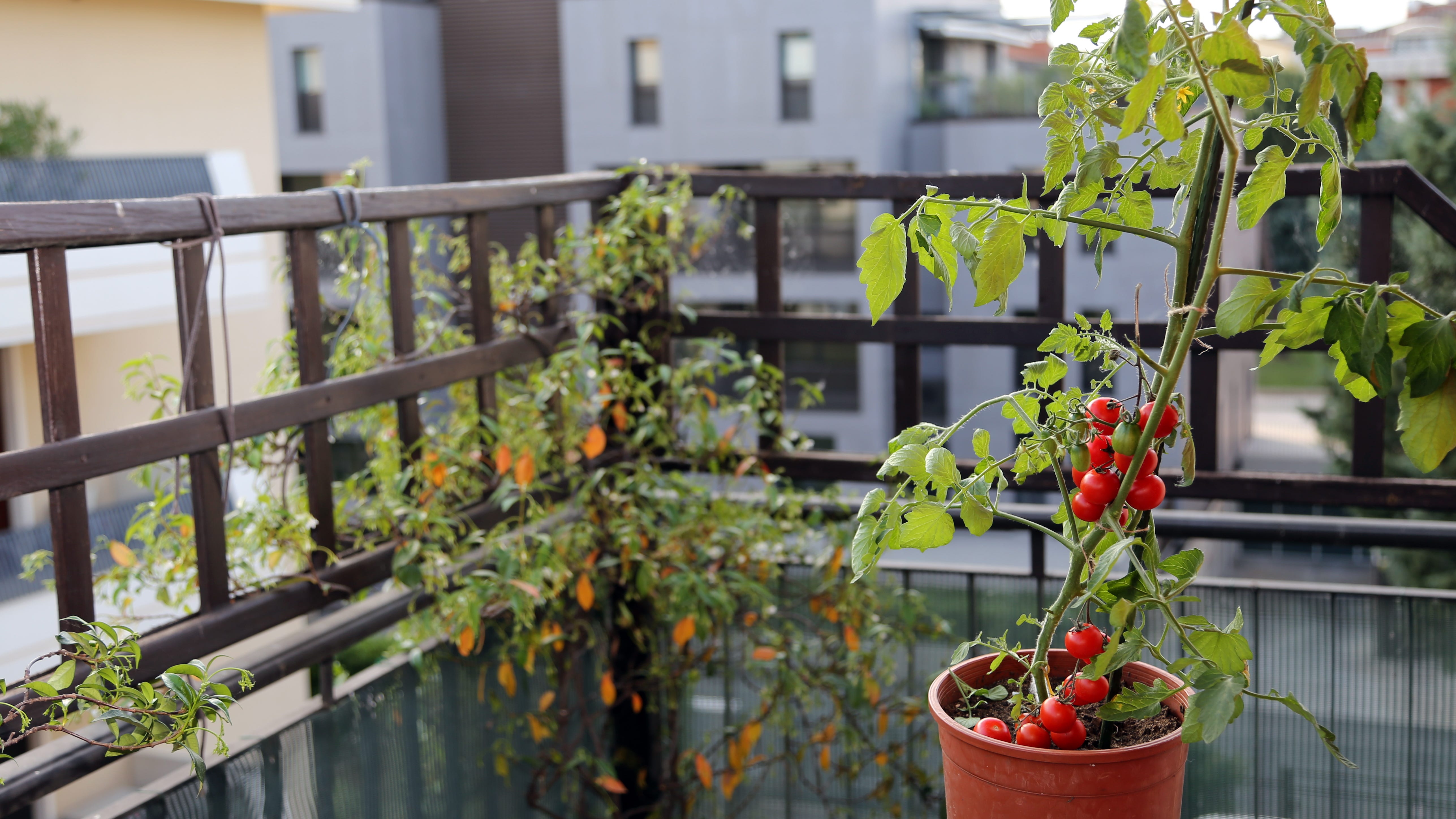 Illinois plant expert: Here's when to harvest vegetables from home gardens
