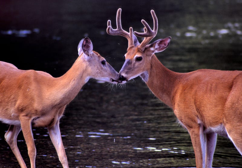 Deer kissing