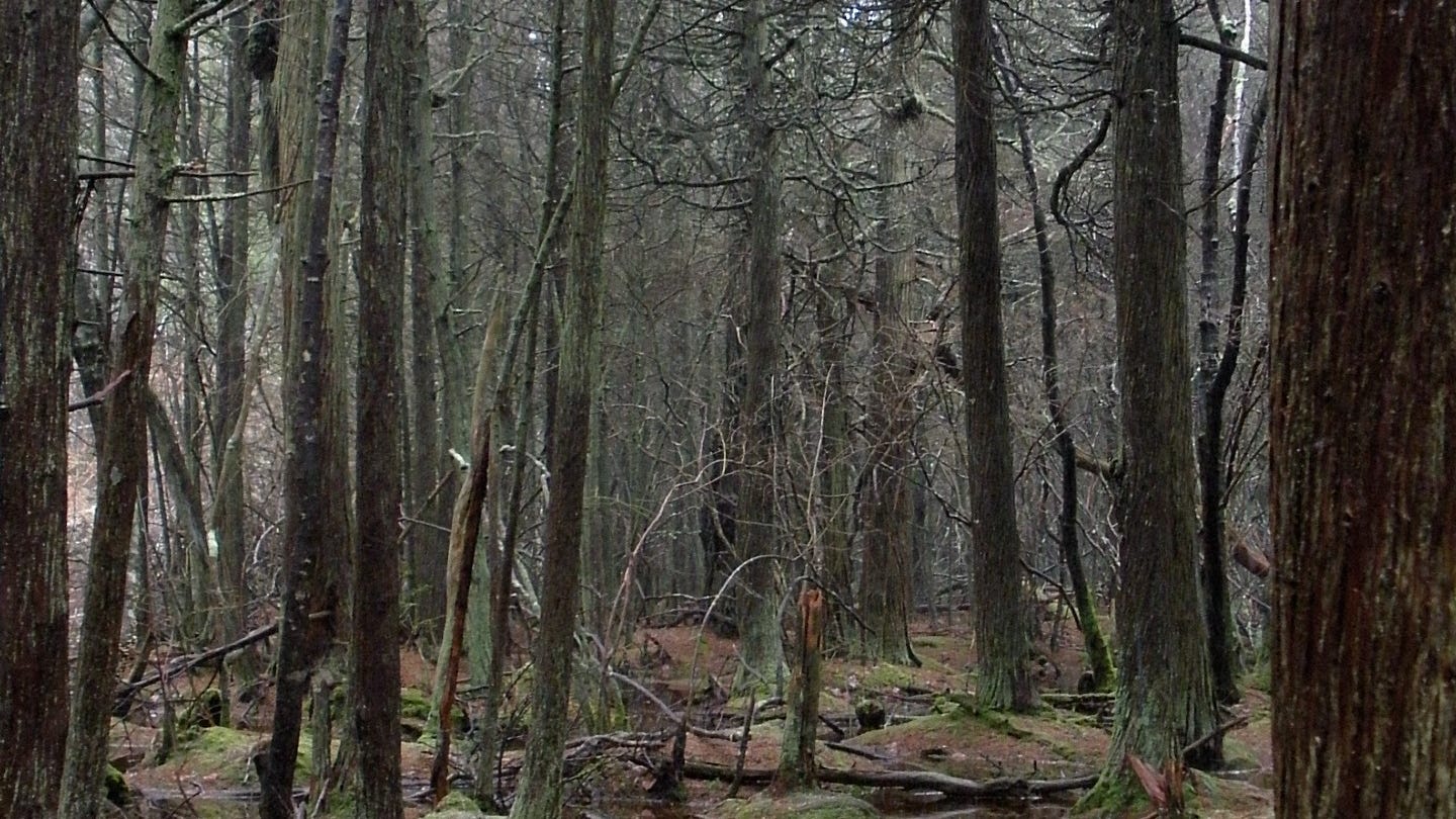 New Jersey investing $20M in wetlands project to combat climate change