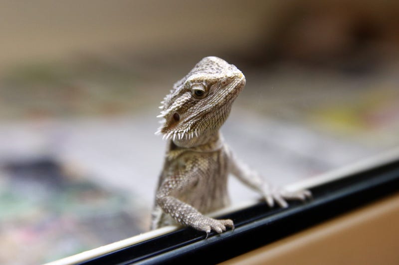 A Bearded Dragon looks out from its tank at the Royal Society for the Prevention of Cruelty to Animals (RSPCA) reptile rescue centre. 