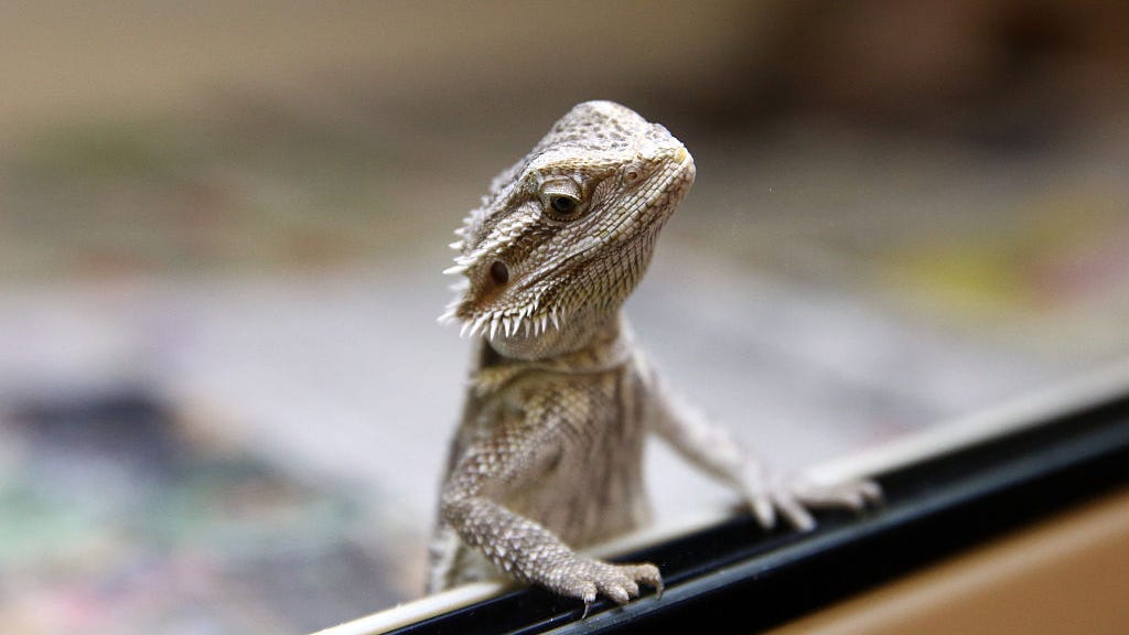 Salmonella outbreak in 25 states linked to pet lizards