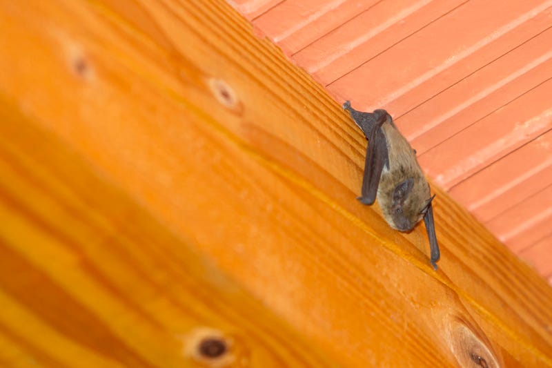Minneapolis tackles increasing calls for bats in homes.