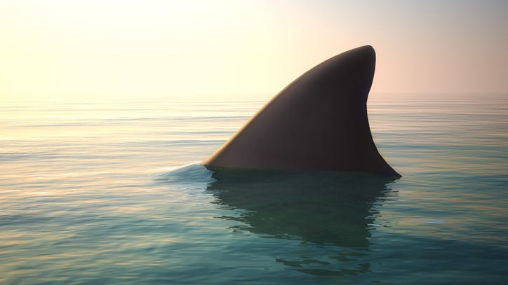 WATCH: Brave fishermen battle sharks for day’s catch