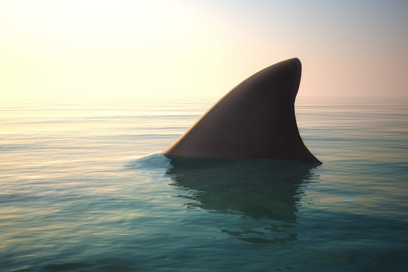 Shark fin poking above water.