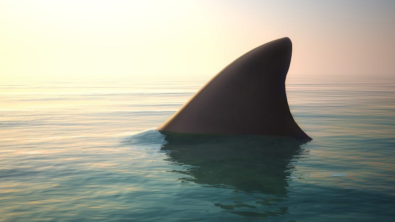 Shark Fin