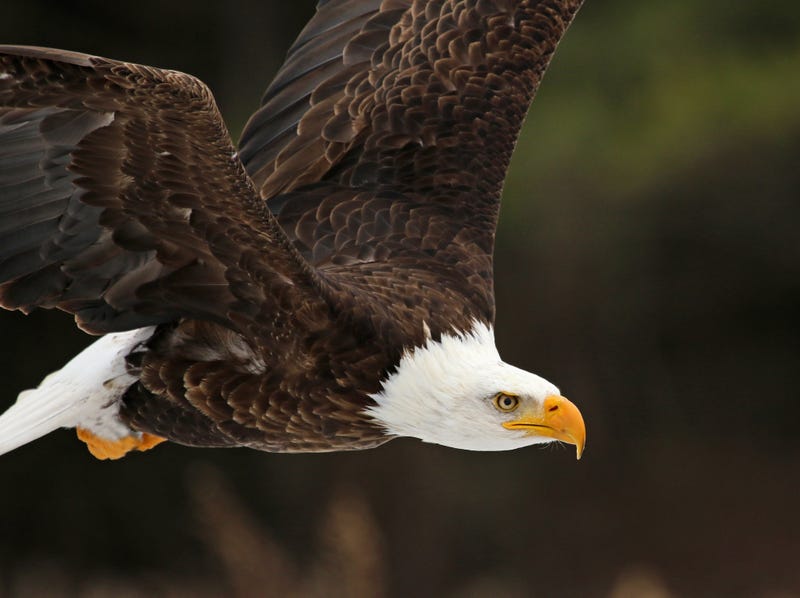 Bald eagle