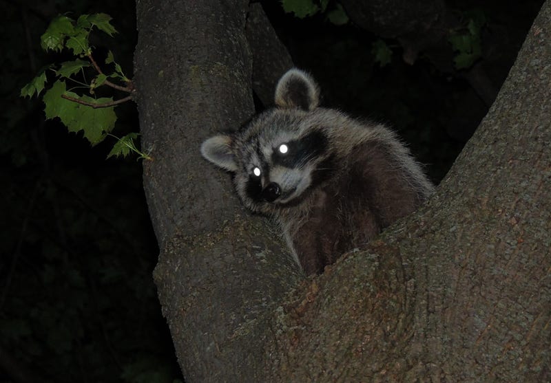 Two people in Princeton were attacked by a raccoon that's believed to be rabid
