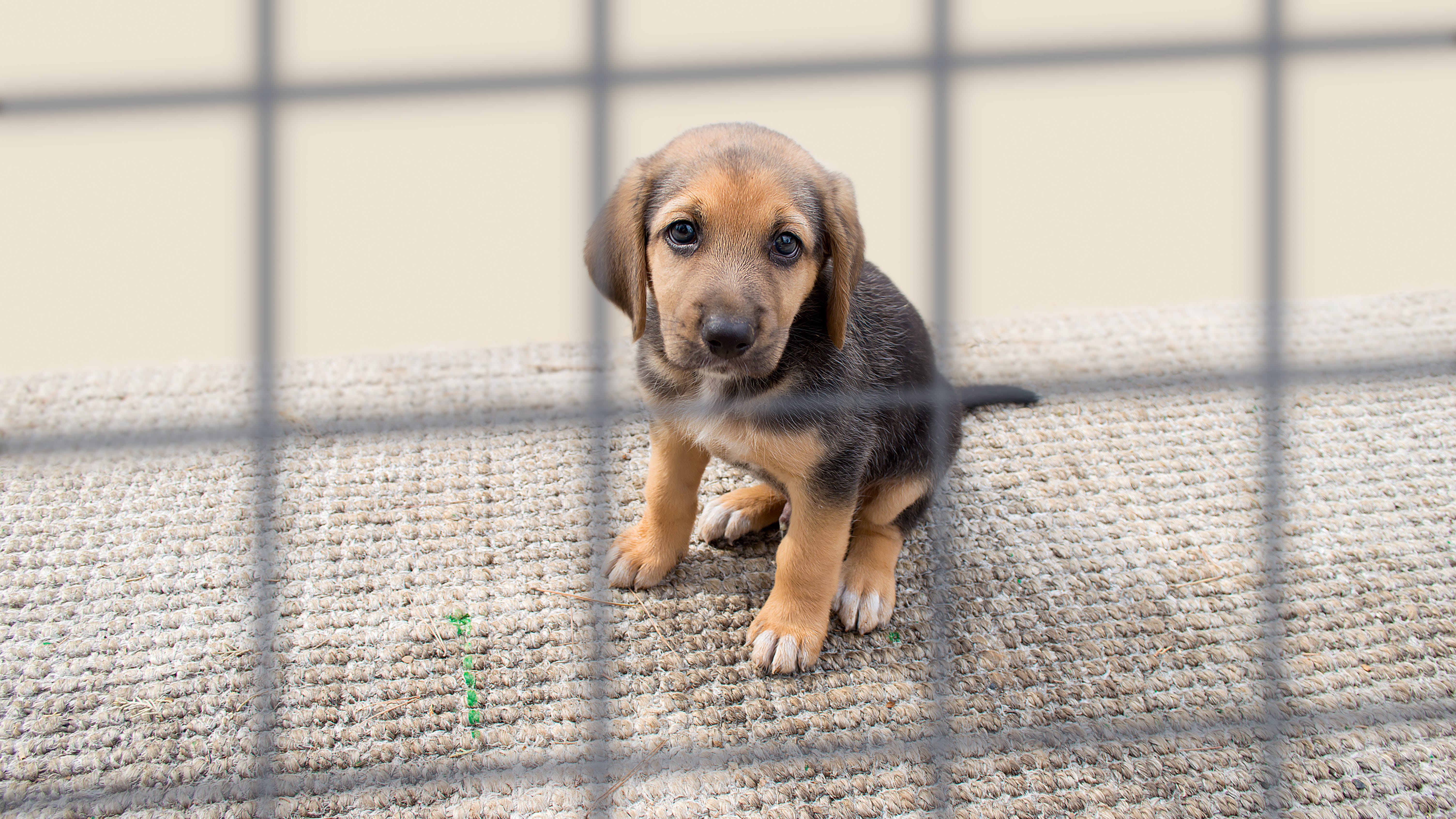 'Cruel and sadistic': MI Attorney General, Humane Society team up to investigate, prosecute animal abuse