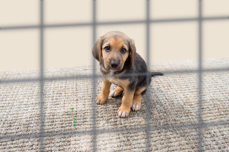 Michigan Attorney General Dana Nessel announced a partnership with Michigan Humane to investigate and prosecute cases of animal abuse
