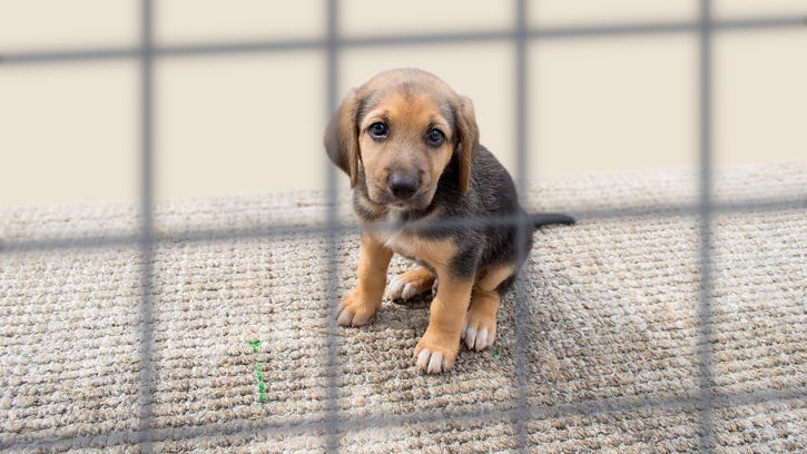 Pet surrenders on the rise due to ongoing pandemic