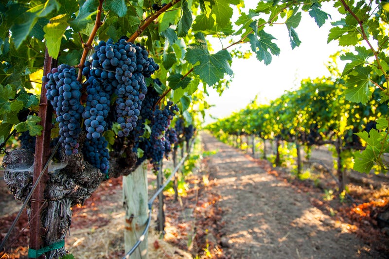 Grapes in a vineyard.