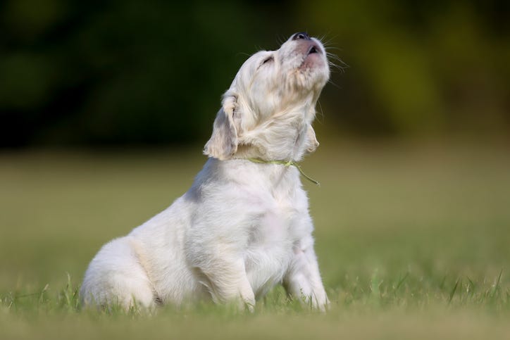 Tiny barking dog