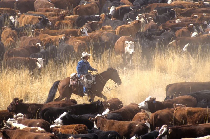 cattle