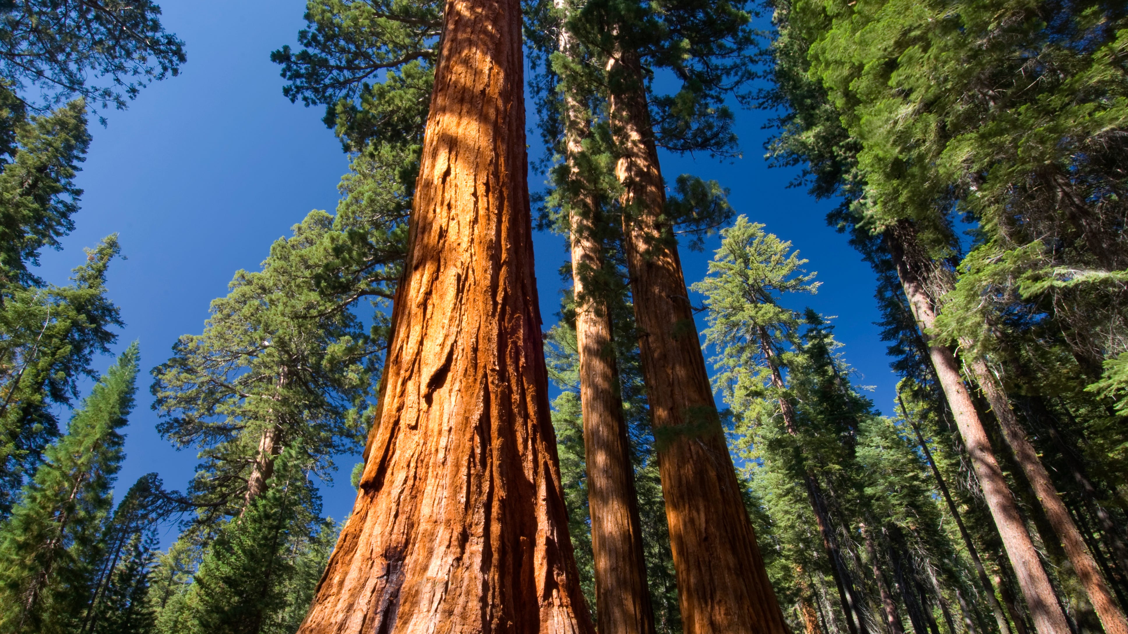 Yosemite's Mariposa Grove reopens after impacts from Washburn Fire