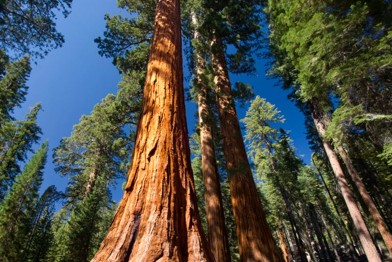 Yosemite’s Mariposa Grove reopened on Thursday after being impacted by the Washburn Fire and businesses in the area are eager for tourists to return.