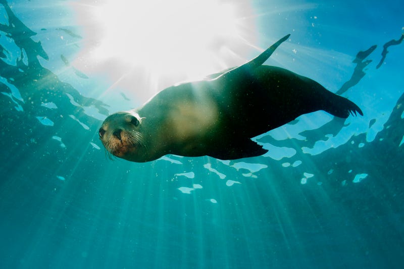 seals