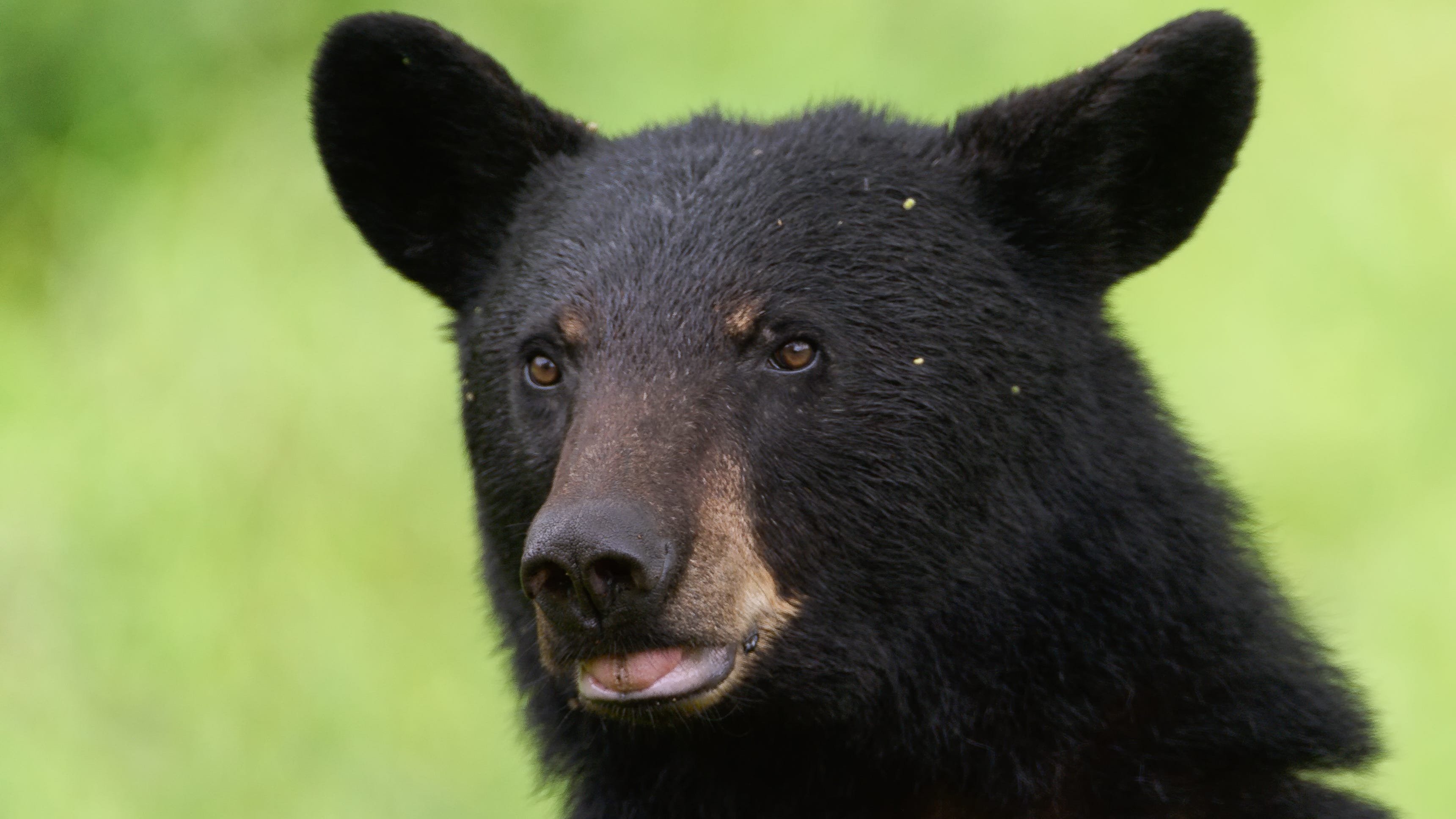WATCH: Terrified teens run from a bear