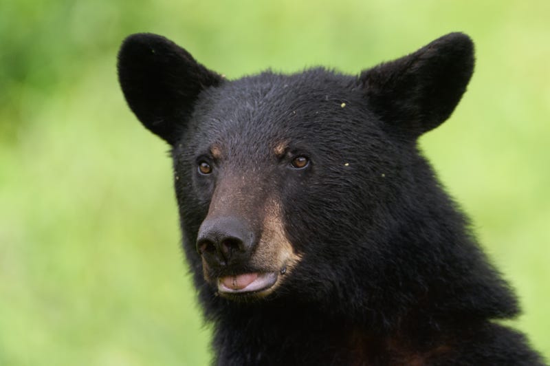 Black bear