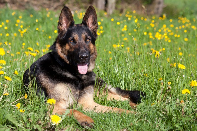 Happy German Shepherd Dog