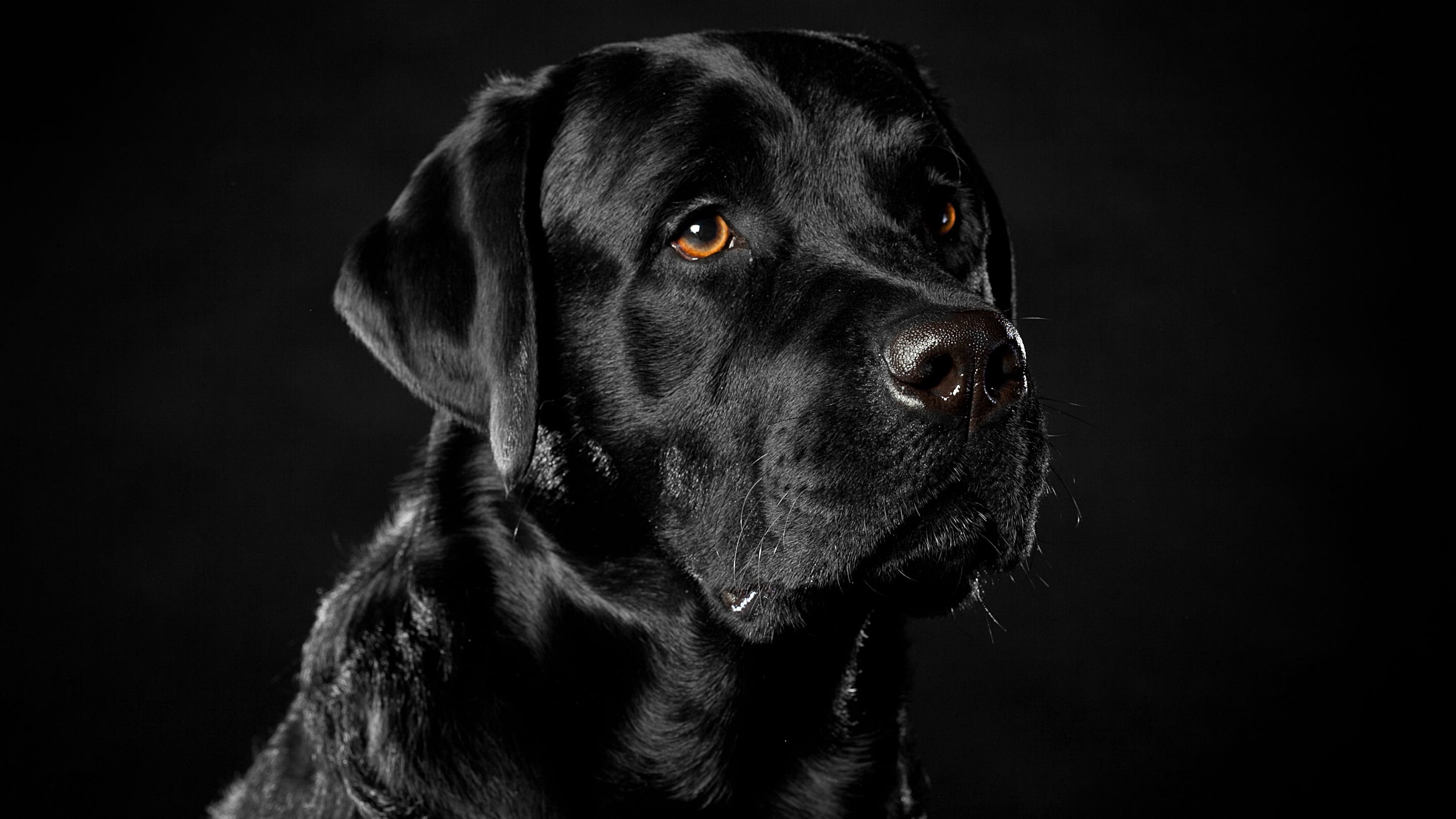 Dog leads police to missing woman with dementia