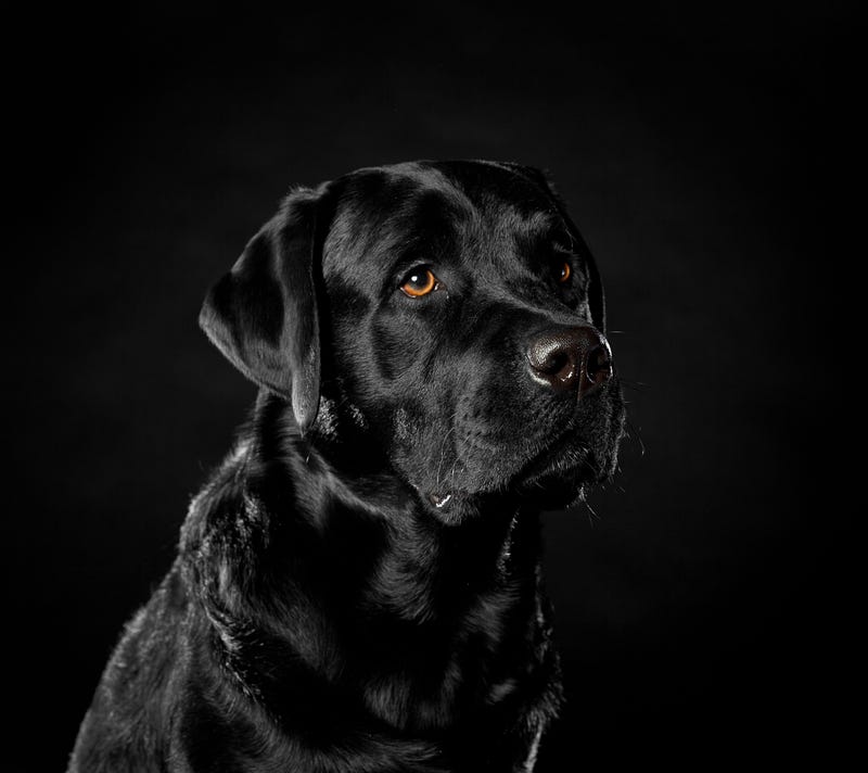 Black lab stock photo.
