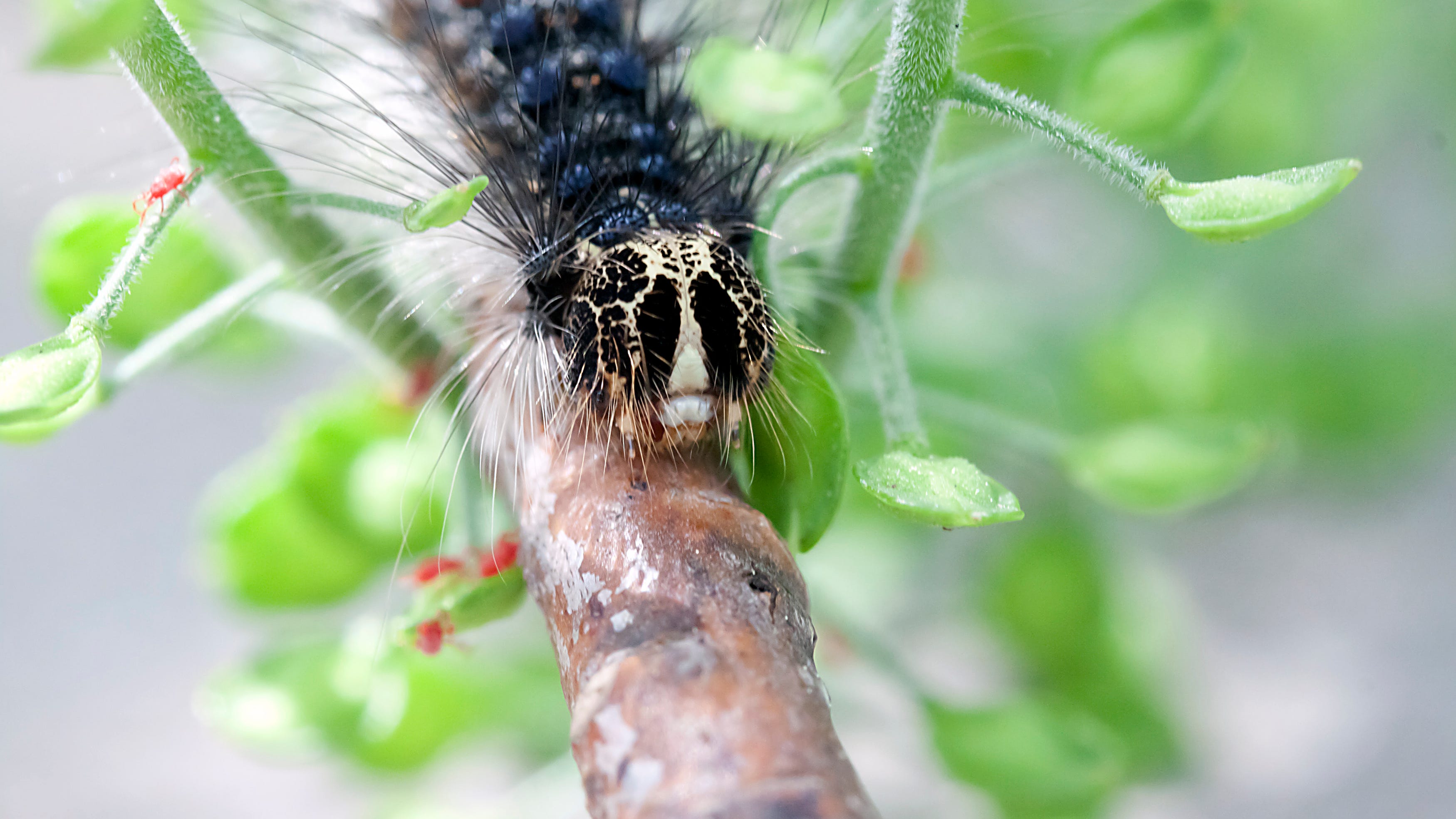 Caterpillar infestation nearly destroys couple's home and their lives: Something Offbeat