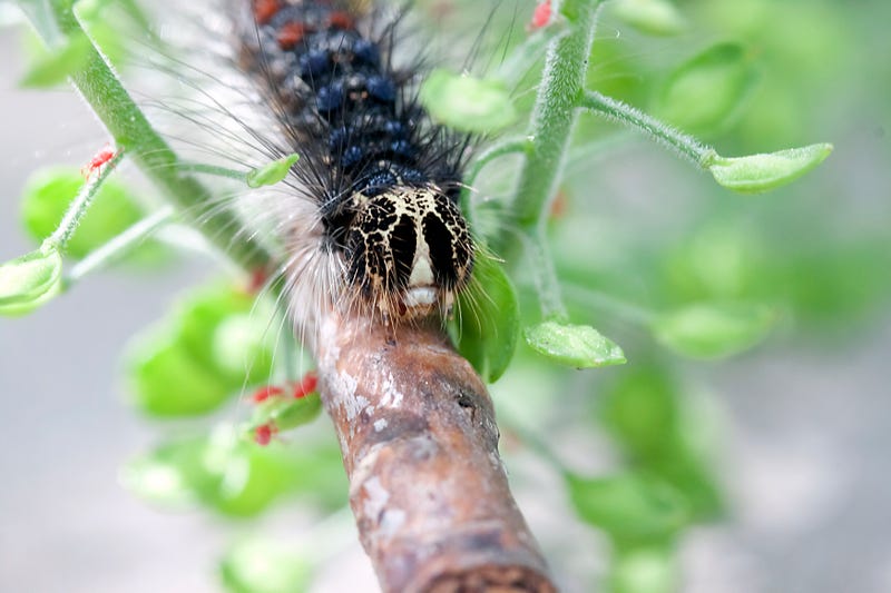 Spongy moth caterpillar.