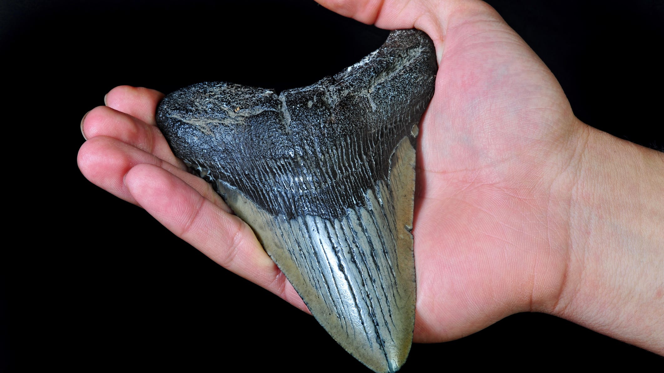 9-year-old finds massive shark tooth from ancient megalodon