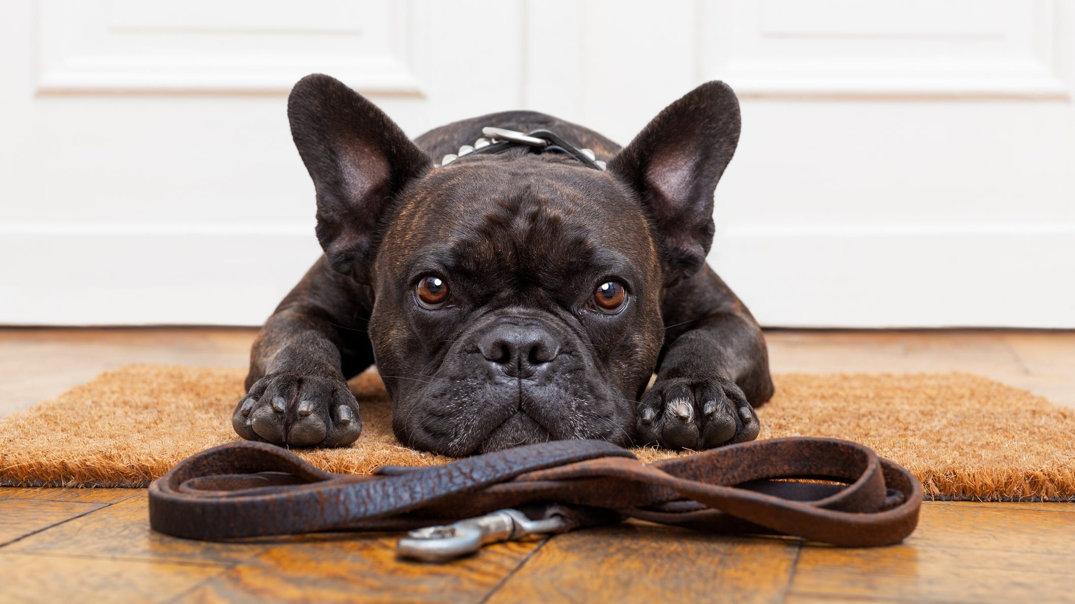 French bulldog returned after armed robbery in Downtown L.A.