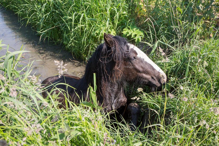 Horse in ditch
