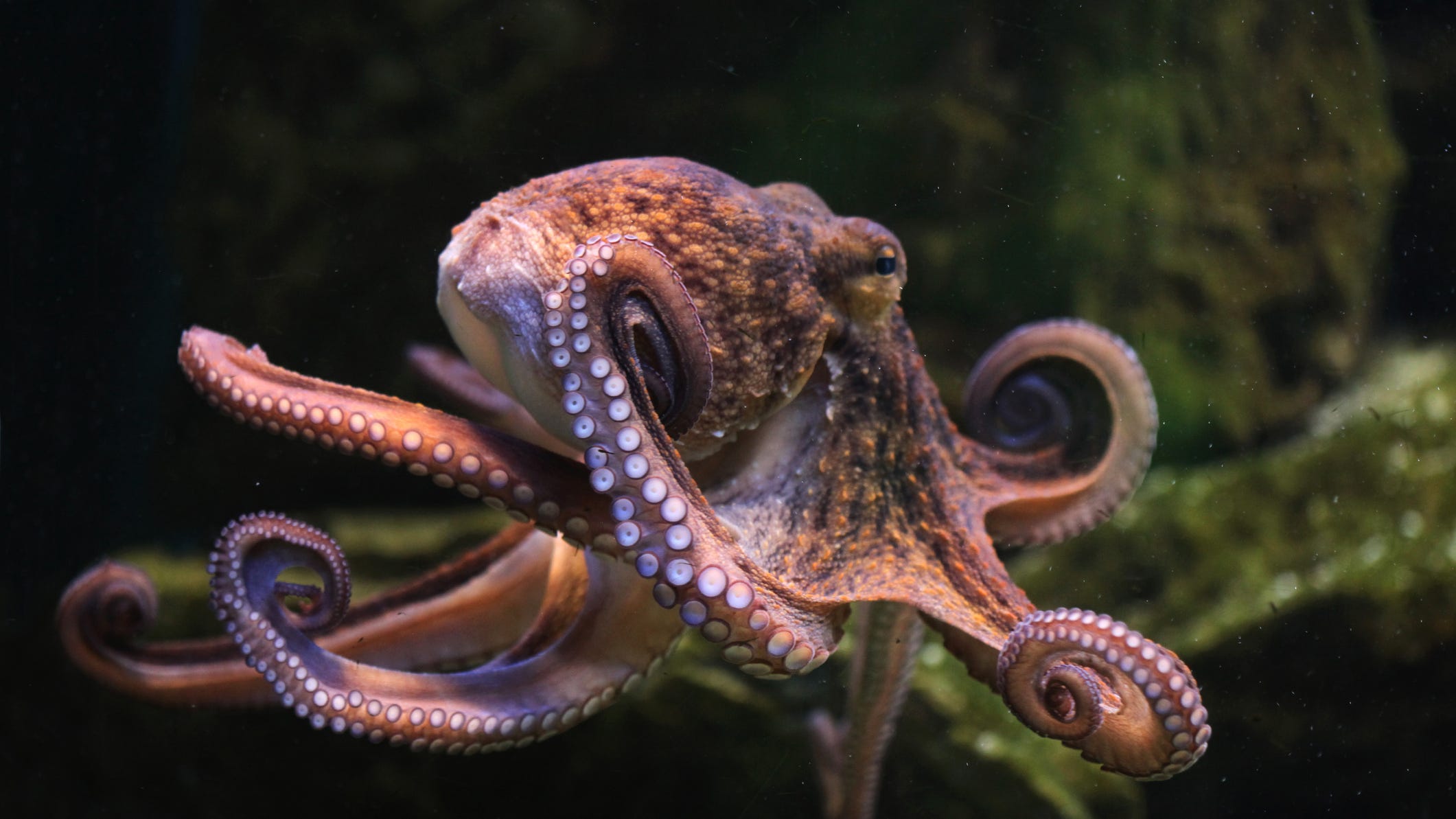 Something Offbeat: An ancient sea creature named after the president