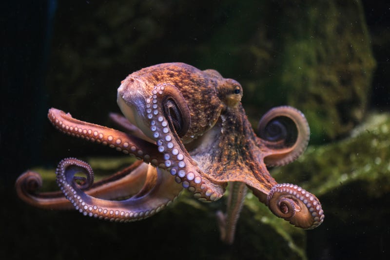 Common octopus stock photo. 