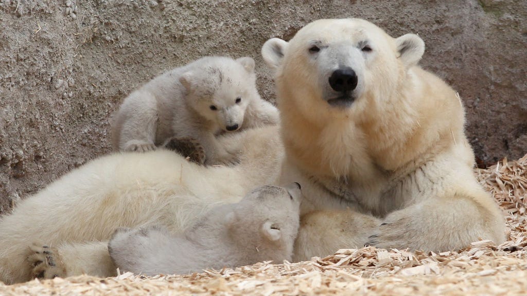 Polar bears face extinction from climate change-caused inbreeding: Study