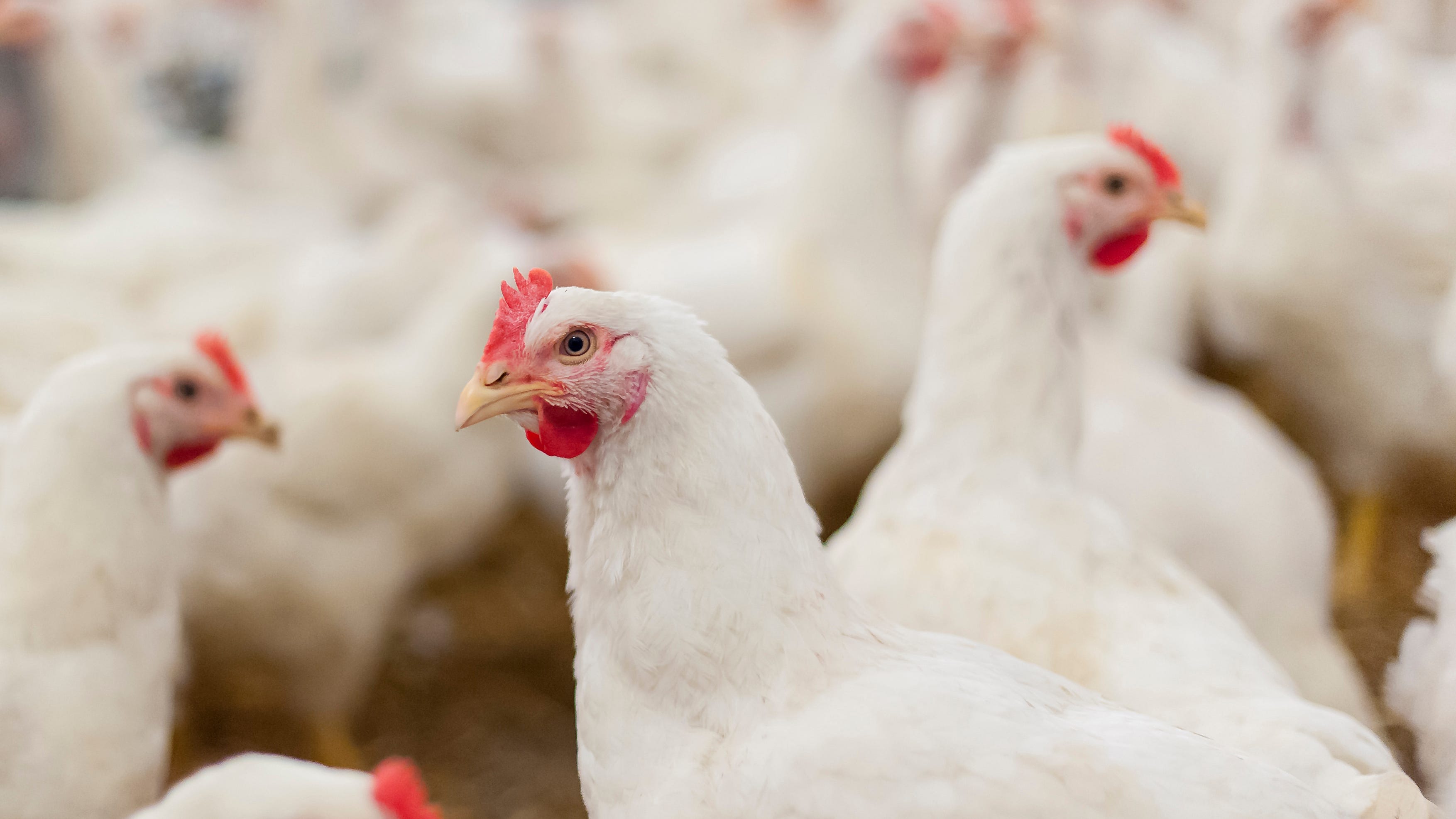 New cases of bird flu crop up in western United States, pose risk to California poultry farms