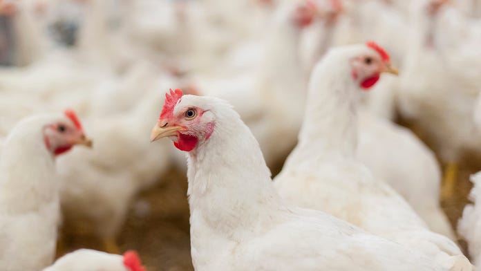 Bird flu forces egg farm to euthanize 3 million chickens