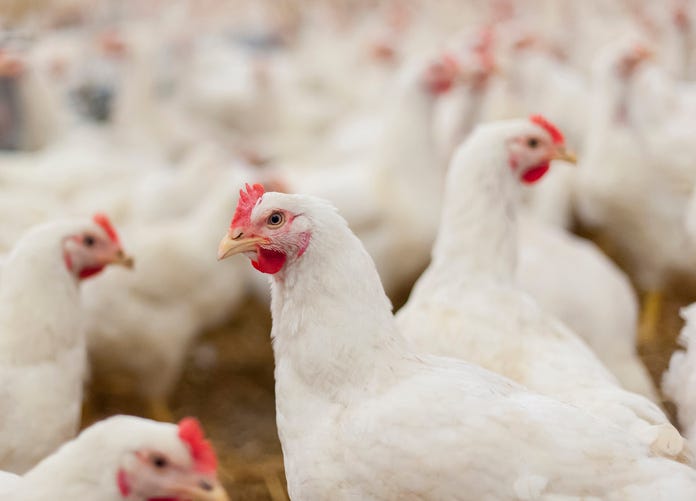chickens and hens