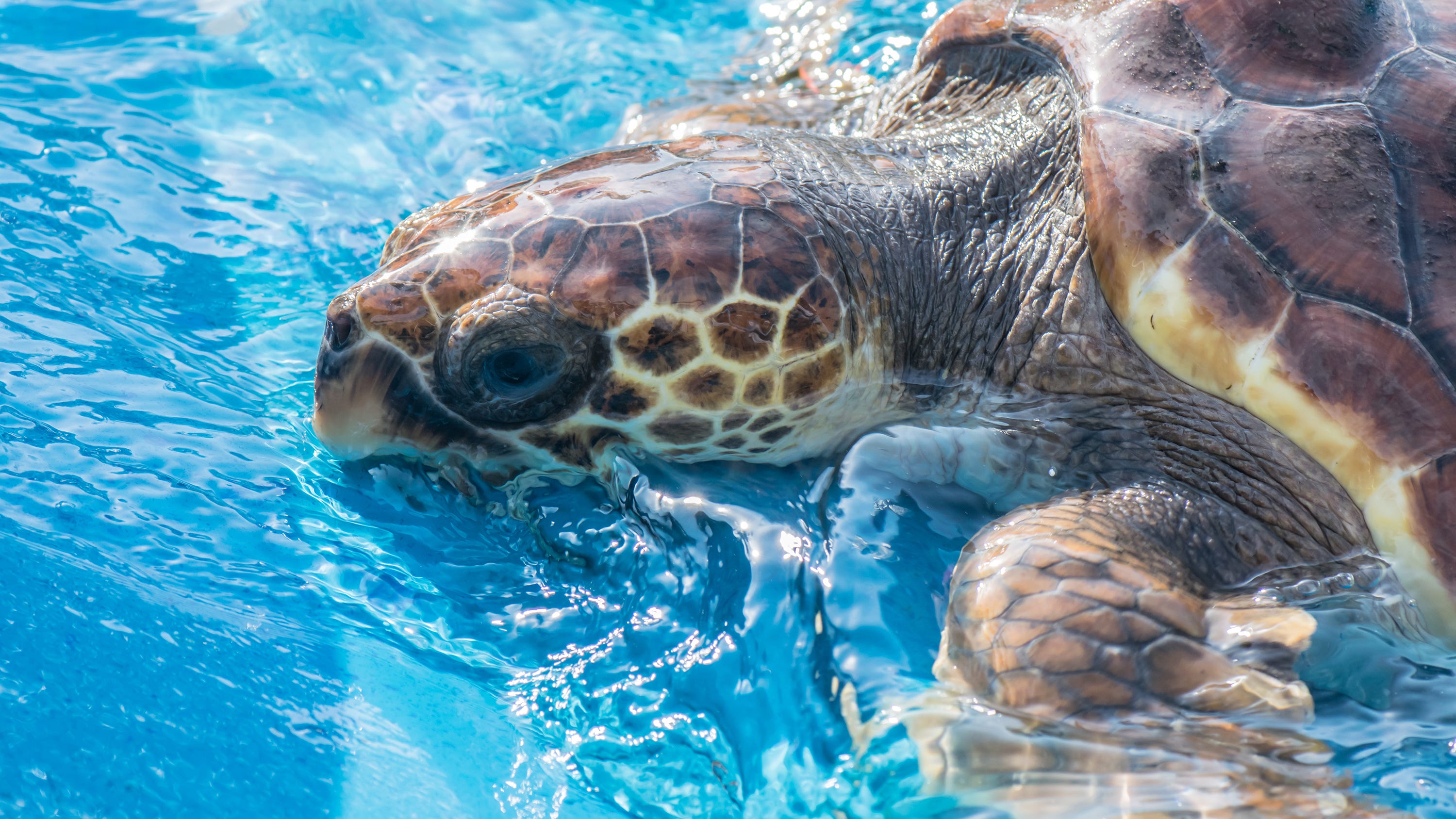 Adventure Aquarium sponsoring youth swimming championships next month