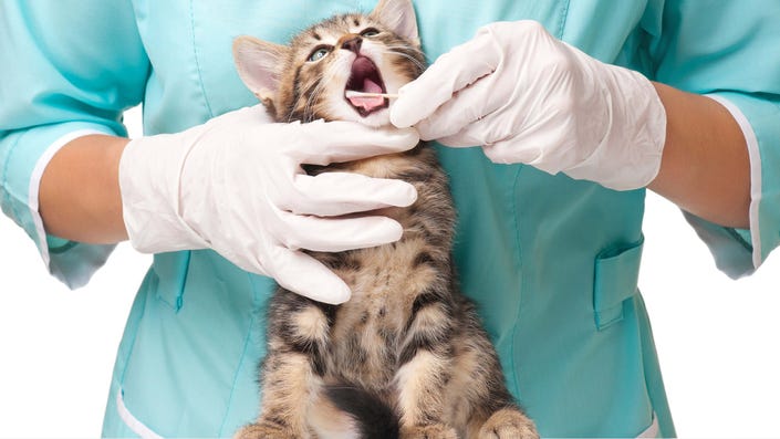 Two Cats Become First Pets to Test Positive for Coronavirus in U.S.