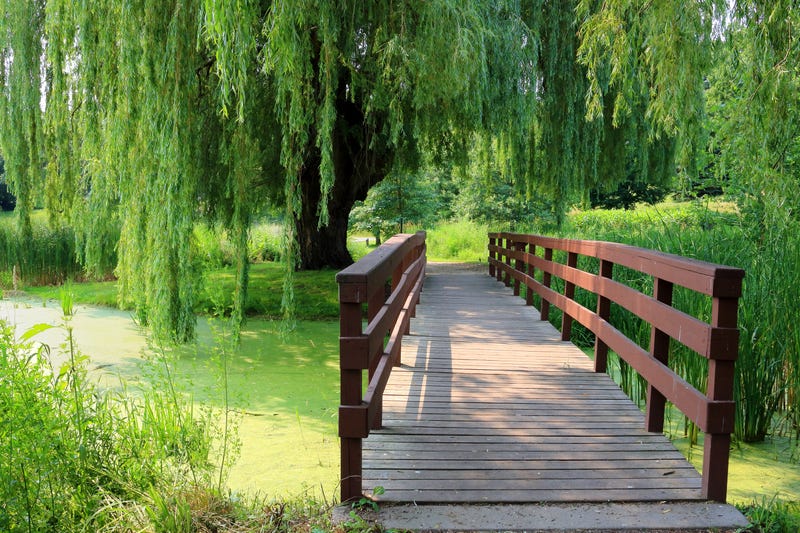 bridge over a pond