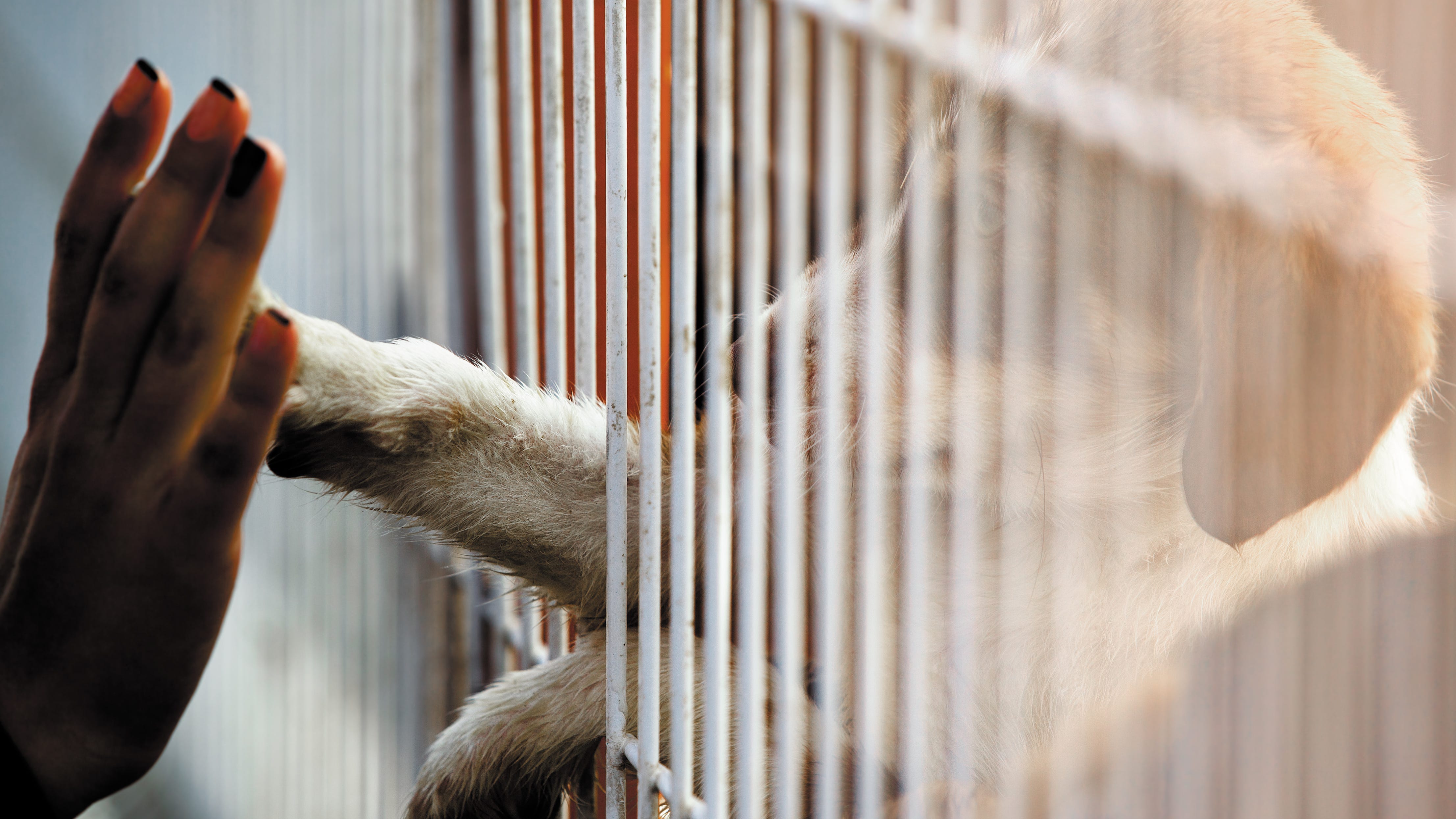 LA Animal Services: Adopt, foster pets no appointment needed