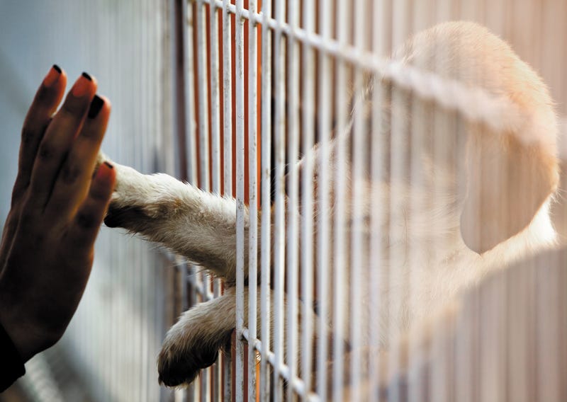 LA Animal Services: Adopt, foster pets no appointment needed