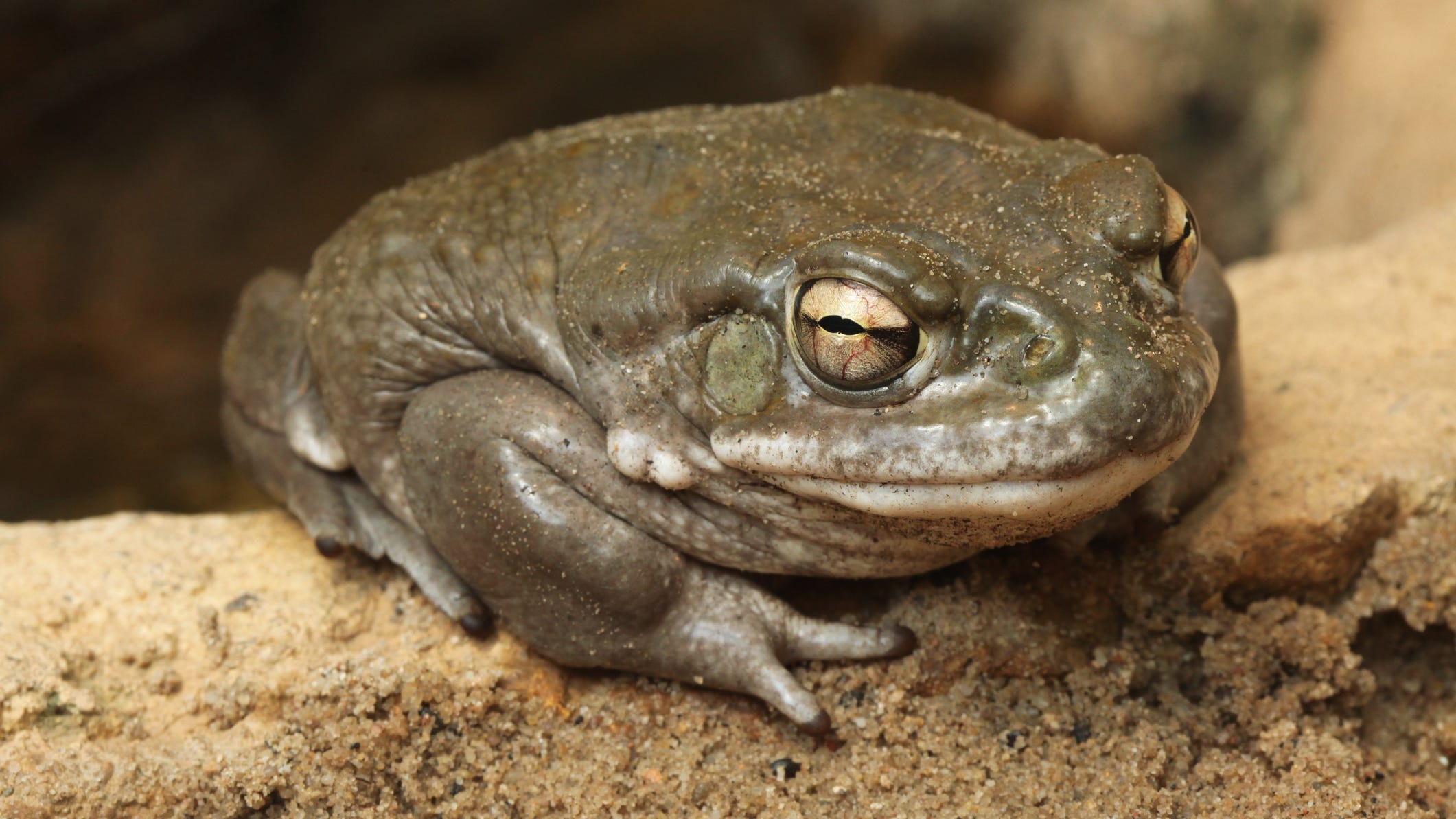 National Park Service warns: Do NOT lick poison toads