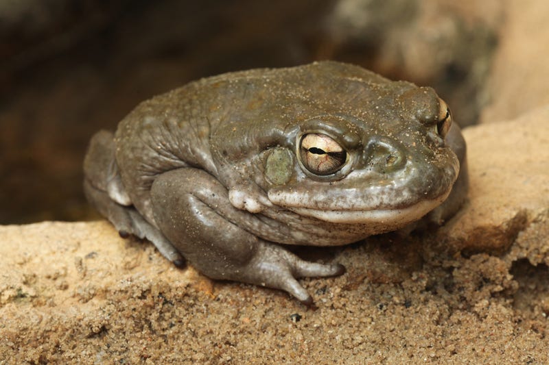 Colorado River Toad
