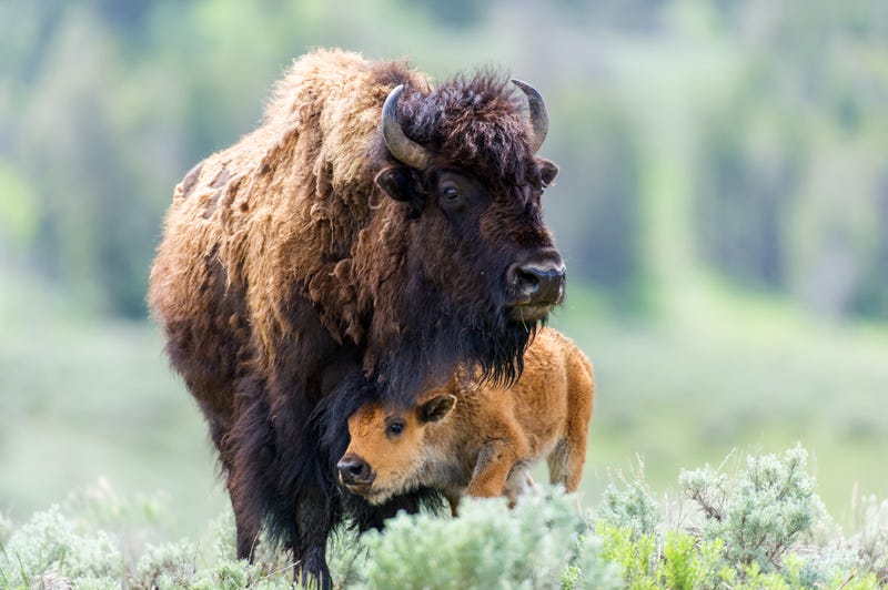 A herd of American bison are on their way from the Oakland Zoo to the Blackfeet Nation in Montana.
