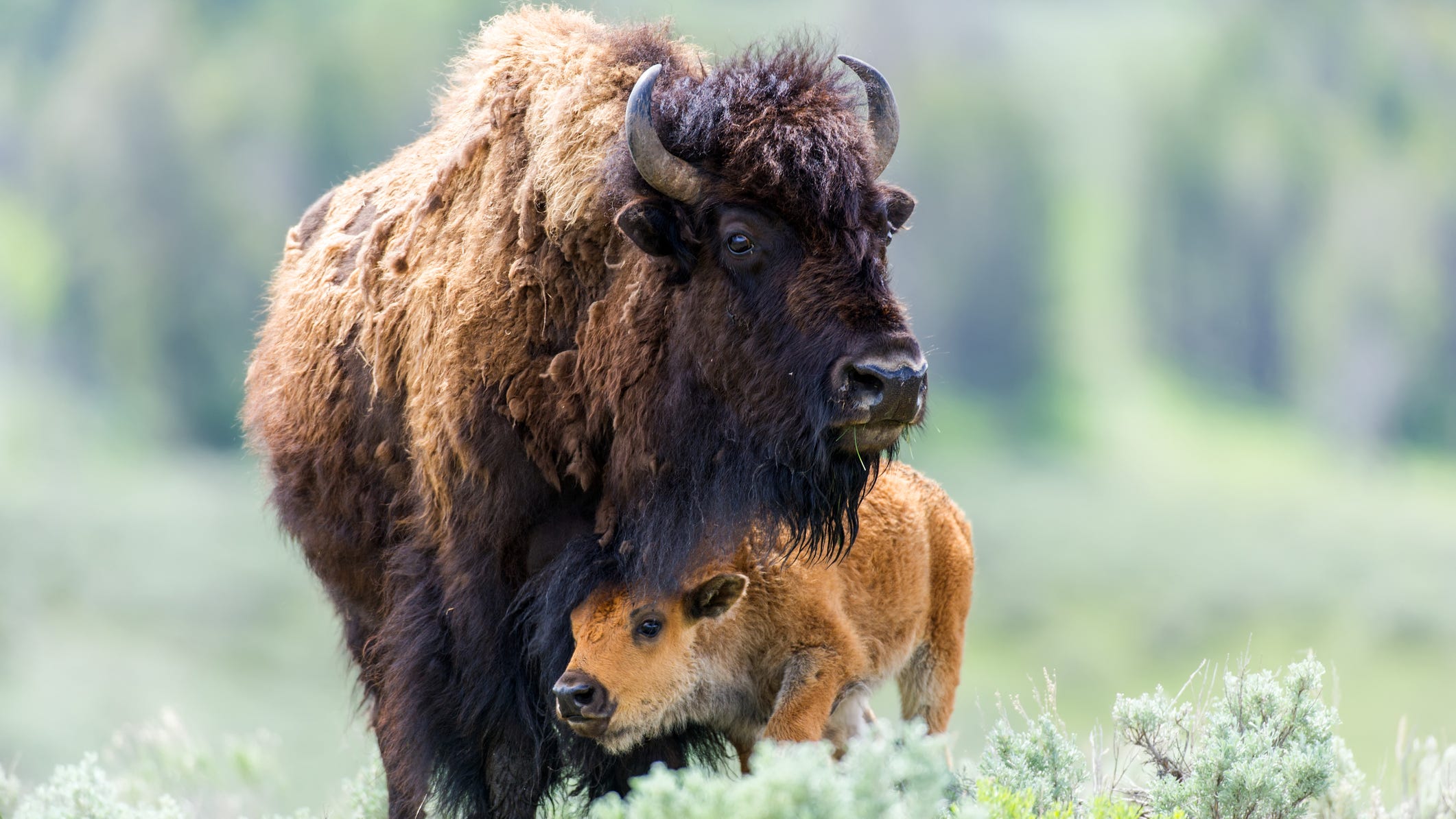 Woman gored by bison in Yellowstone National Park after approaching animal
