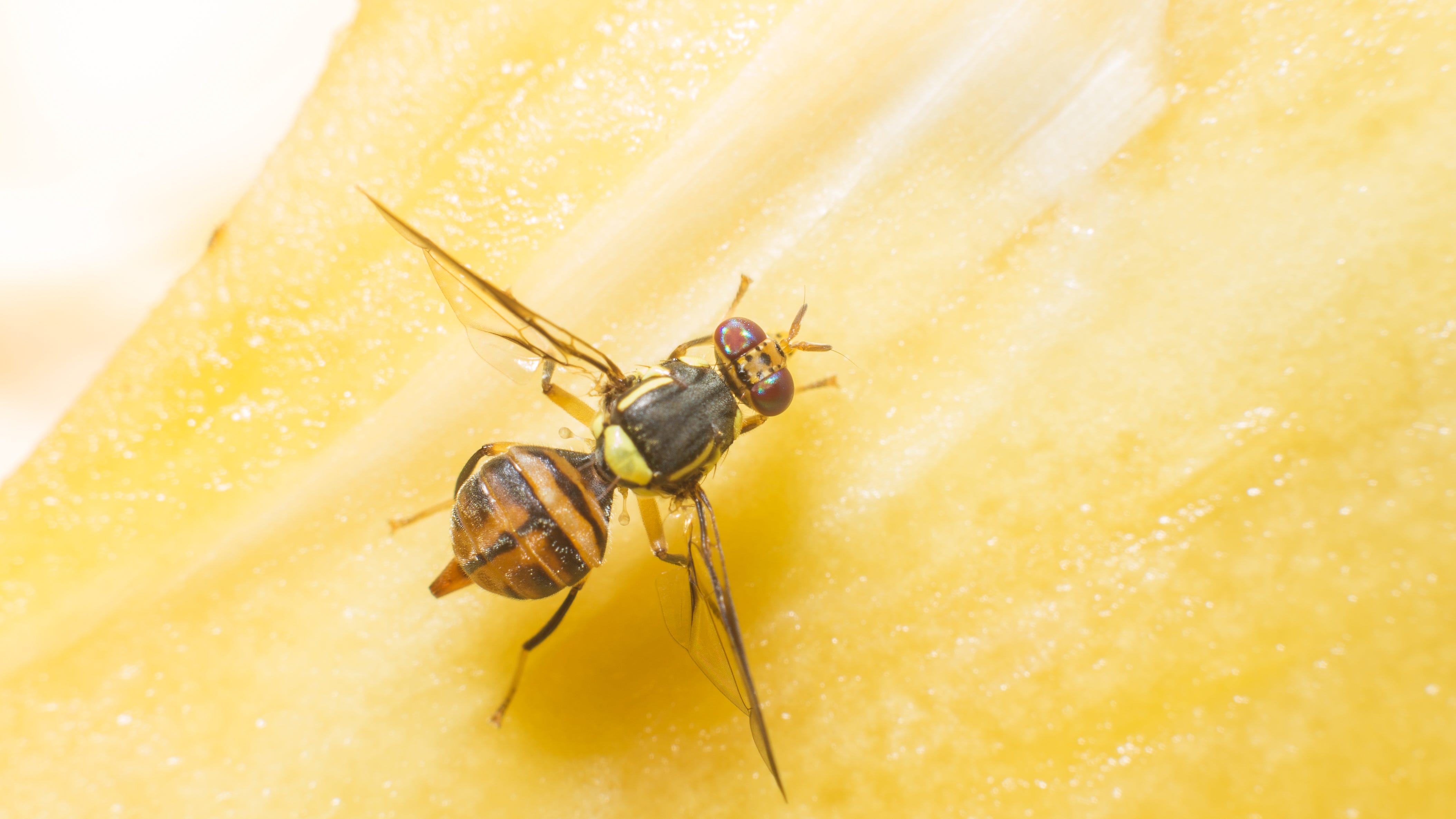 Invasive fruit fly infestation puts L.A. neighborhood under quarantine