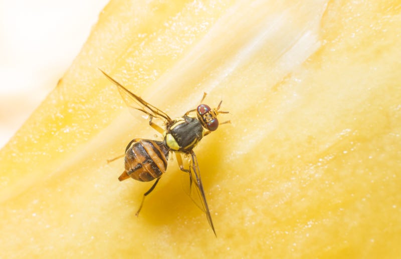 Tau fruit fly