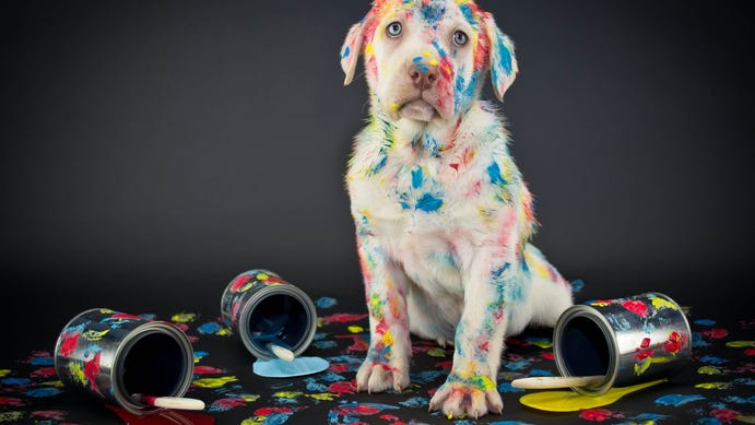 Dog goes viral after getting into oil paint and turning himself blue